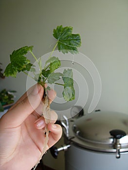 Female hand holding a little raspberry plant. It is grown on a nutrient medium during micropropagation in vitro. Rooting