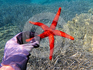 Female hand holding a living red starfish - underwater life off the Kastos island coast, Ionian Sea, Greece in summer.
