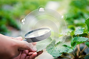 Female hand holding magnifying glass checking strawberry plant