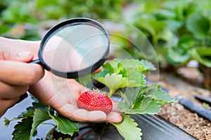 Female hand holding magnifying glass checking strawberry plant