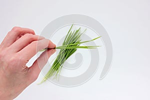 Female hand holding oat microgreens on a white background. Fresh green sprouted oats. Superfood, vegan and healthy eating