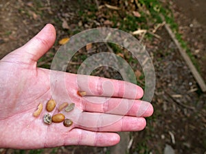 female hand holding parchment coffee beans and green coffee, tak