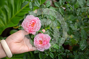 Female hand holding a pink rose in the garden