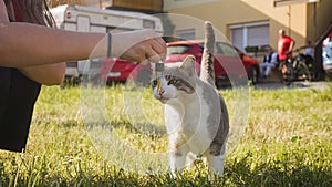 Female hand holding a pipette CBD oil in front of the cat, close up shot