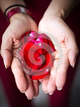 Female hand holding red rose