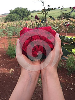 Female hand holding red roses flower with farm background on a sunny day. Earth day spring holiday concept