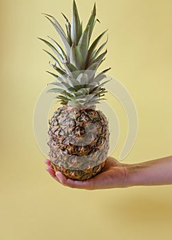 Female hand holding ripe pineapple fruit on pastel yellow background
