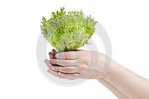 Female hand holding a salad Friese. In isolation.