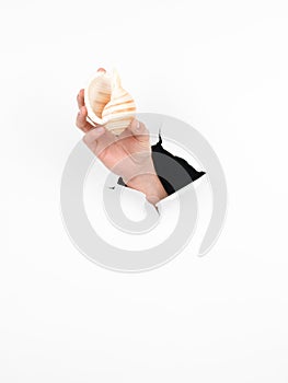 Female hand holding a sea shell