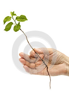 Female hand holding a seedling, isolated on white background