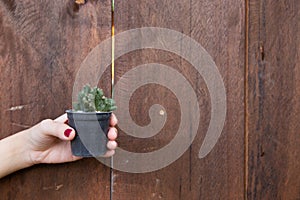 Female hand holding a small cactus isolated wooden background