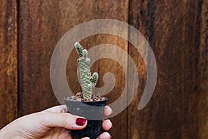 Female hand holding a small cactus isolated wooden background