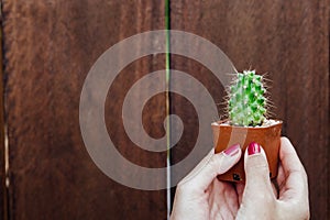 Female hand holding a small cactus isolated wooden background