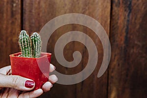 Female hand holding a small cactus isolated wooden background