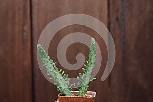 Female hand holding a small cactus isolated wooden background