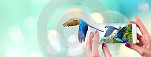 Female hand holding a smartphone with macaw parrot flying coming out from the screen