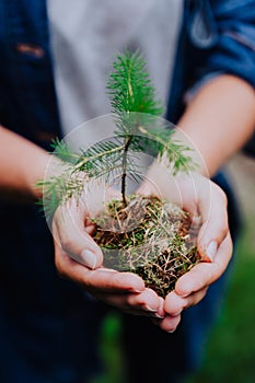 Female hand holding sprout wilde pine tree in front in nature green forest. Earth Day save environment concept. Growing