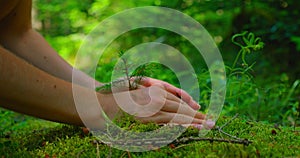 Female hand holding sprout wilde pine tree in nature green forest. Earth Day save environment concept. Growing seedling