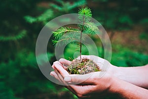 Female hand holding sprout wilde pine tree in nature green forest. Earth Day save environment concept. Growing seedling photo