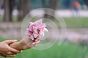 A female hand holding a sweet pink tabebuia flower blossom with blurred plenty pink corollas with blur green nature background
