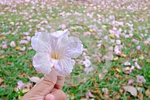 A female hand holding a sweet pink tabebuia flower blossom with blurred plenty pink corollas on a green field