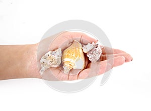 Female hand holding three shells