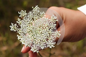 Female hand holding a white Queen Anne`s Lace flower