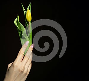 Female hand holding yellow tulip on black background. Single bright yellow flower in woman's hand. Copy space, a