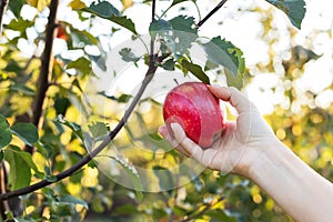 Female hand holds beautiful tasty red apple on branch of apple tree in orchard, harvestingfor food ore apple juice. Crop of apples