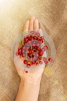 Female hand holds berries of red currant on a background of natural linen