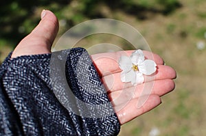 Female hand holds a Cherry Blossom flower in Washington DC USA