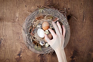 Female hand holds of easter nest of birch twigs and green moss with chicken and quail eggs