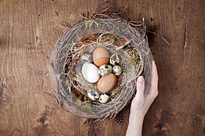 Female hand holds of easter nest of birch twigs and green moss with chicken and quail eggs