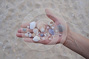 Female hand holds many different seashells on the palm, found on the sandy beach.