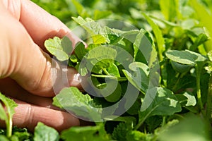 Female hand holds a mustard plant on a green background. female hand holds a mustard plant on a green background