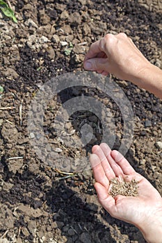 Female hand holds parsley seeds for sowing in prepared soil