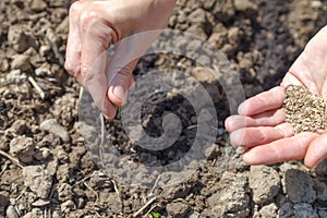 Female hand holds parsley seeds for sowing in prepared soil