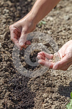 Female hand holds parsley seeds for sowing in prepared soil