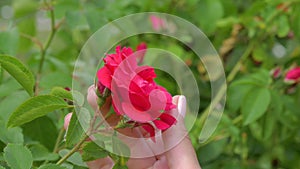 Female Hand Holds Red Rose Bud And Gently Strokes The Flower Petals With Fingers