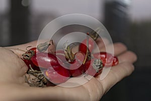 Female hand holds rosehip berries. Rosehips Rosa Canina on a blurry dark background. The concept of harvest