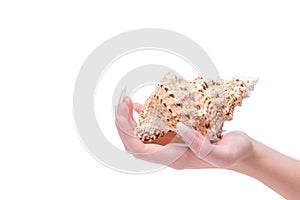 Female hand holds shell. Beautiful fingernails closeup.