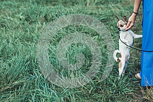 female hand hugs a Chihuahua face. Funny white little dog. girl walks with a chihua hua dog on the green grass in the park