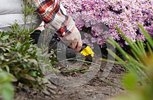 Female hand with a little shovel digs up the soil near the autumn aster flowers