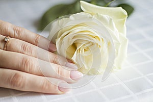 Female hand with manicure holding a delicate rose