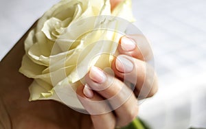 Female hand with manicure holding a delicate rose