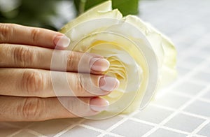 Female hand with manicure holding a delicate rose