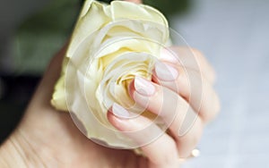 Female hand with manicure holding a delicate rose