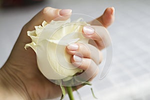 Female hand with manicure holding a delicate rose