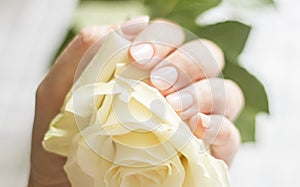 Female hand with manicure holding a delicate rose