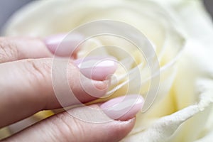 Female hand with manicure holding a delicate rose